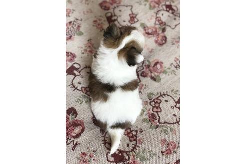 成約済の香川県のチワワ(ロングコート)-51644の1枚目