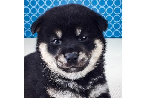 成約済の愛知県の柴犬-50858の3枚目