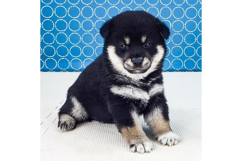 成約済の愛知県の柴犬-50858の4枚目