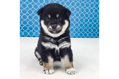 成約済の愛知県の柴犬-50858の1枚目