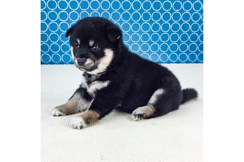 成約済の愛知県の柴犬-50858の2枚目