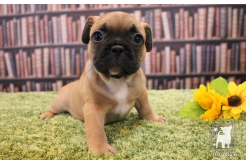 成約済の愛知県のフレンチブルドッグ-51782の6枚目