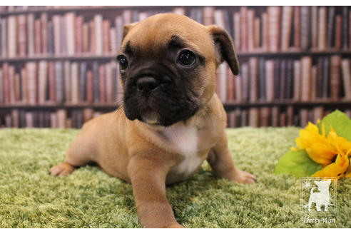 成約済の愛知県のフレンチブルドッグ-51782の5枚目