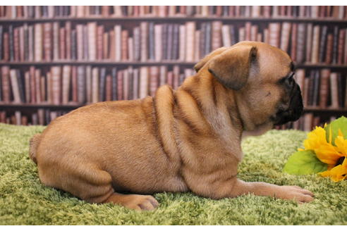 成約済の愛知県のフレンチブルドッグ-51782の4枚目