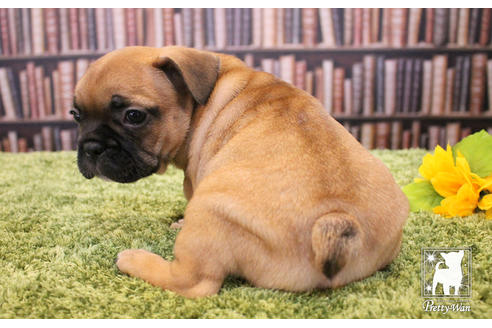 成約済の愛知県のフレンチブルドッグ-51782の3枚目