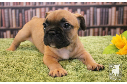 成約済の愛知県のフレンチブルドッグ-51782の2枚目