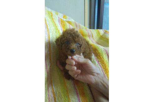 成約済の熊本県のトイプードル-51795の2枚目