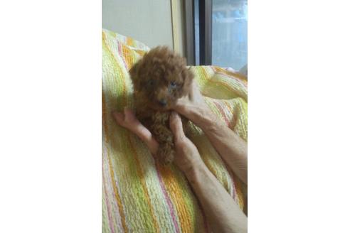 成約済の熊本県のトイプードル-51795の3枚目