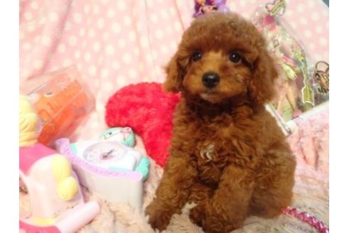 成約済の静岡県のトイプードル-51822の1枚目