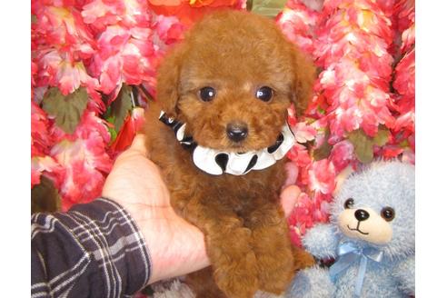 成約済の茨城県のトイプードル-51836の1枚目