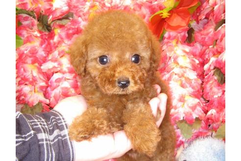 成約済の茨城県のトイプードル-51836の3枚目