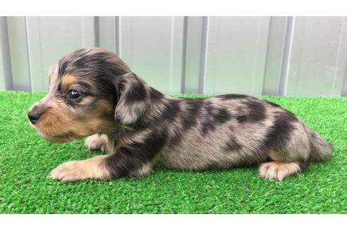 成約済の兵庫県のカニンヘンダックスフンド(ロングヘアード)-51855の1枚目