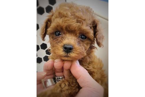成約済の東京都のトイプードル-51863の3枚目