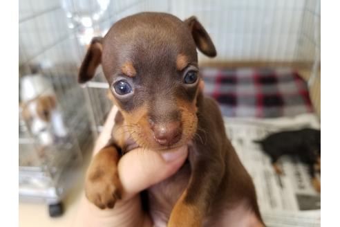 成約済の愛知県のミニチュアピンシャー(ミニピン)-49878の4枚目
