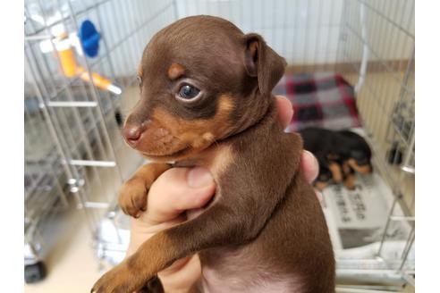 成約済の愛知県のミニチュアピンシャー(ミニピン)-49878の3枚目