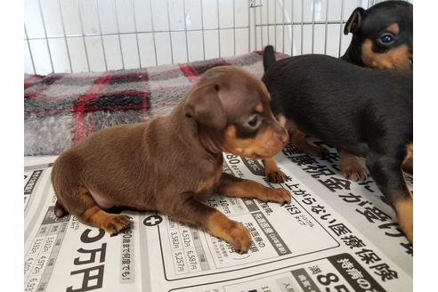 成約済の愛知県のミニチュアピンシャー(ミニピン)-49878の2枚目