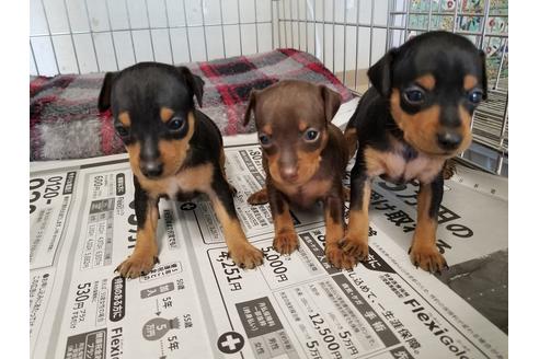 成約済の愛知県のミニチュアピンシャー(ミニピン)-49878の1枚目