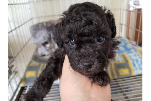 成約済の愛知県のトイプードル-51549の4枚目