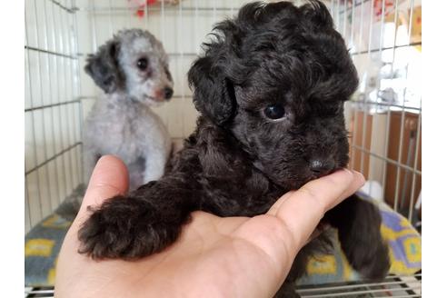 成約済の愛知県のトイプードル-51549の3枚目