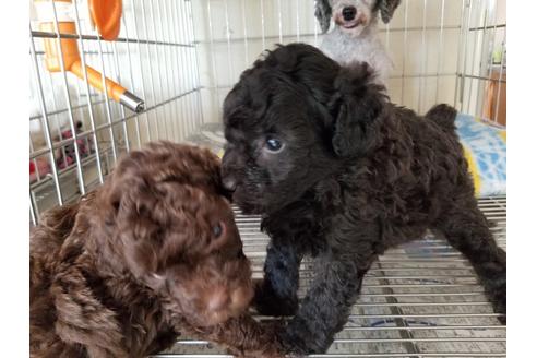 成約済の愛知県のトイプードル-51549の2枚目