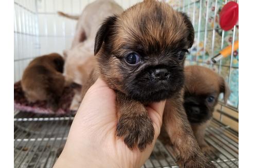 成約済の愛知県のブリュッセルグリフォン-51172の3枚目