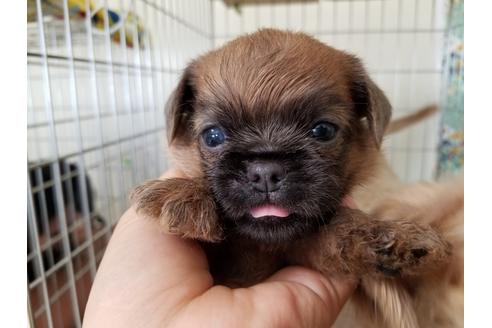 成約済の愛知県のブリュッセルグリフォン-51171の7枚目