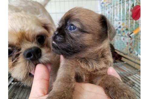 成約済の愛知県のブリュッセルグリフォン-51171の6枚目