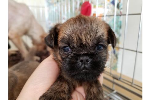 成約済の愛知県のブリュッセルグリフォン-51171の5枚目