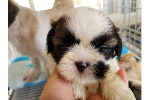 成約済の愛知県のシーズー-50925の3枚目