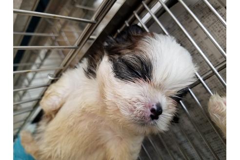 成約済の愛知県のシーズー-50925の2枚目