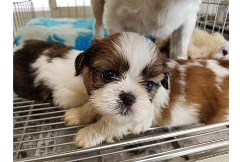 成約済の愛知県のシーズー-50925の1枚目