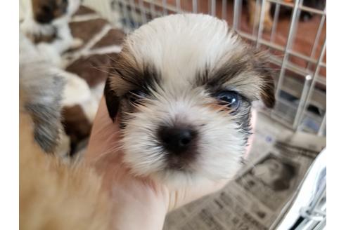 成約済の愛知県のシーズー-50927の3枚目