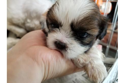成約済の愛知県のシーズー-50927の2枚目