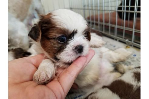 成約済の愛知県のシーズー-50927の1枚目