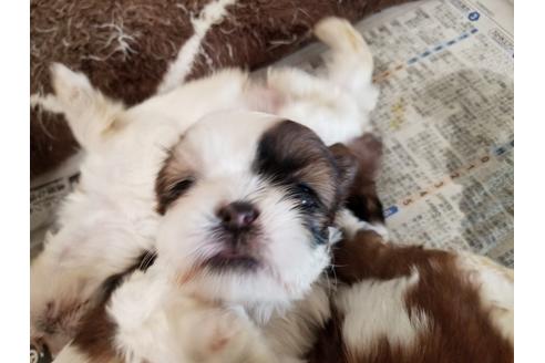 成約済の愛知県のシーズー-50926の2枚目