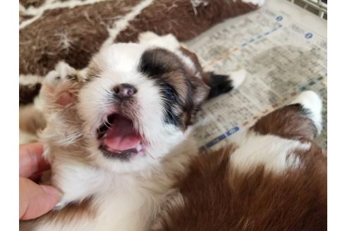 成約済の愛知県のシーズー-50926の1枚目