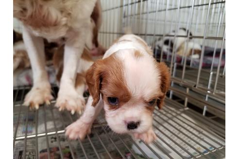 成約済の愛知県のキャバリアキングチャールズスパニエル-50923の2枚目