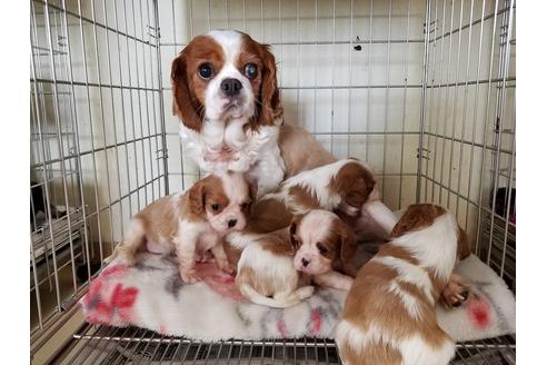 成約済の愛知県のキャバリアキングチャールズスパニエル-50923の1枚目