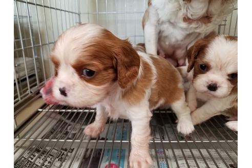 成約済の愛知県のキャバリアキングチャールズスパニエル-50924の4枚目