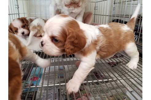 成約済の愛知県のキャバリアキングチャールズスパニエル-50924の2枚目