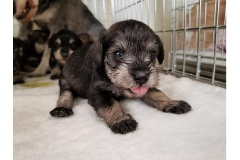 成約済の愛知県のミニチュアシュナウザー-50921の2枚目