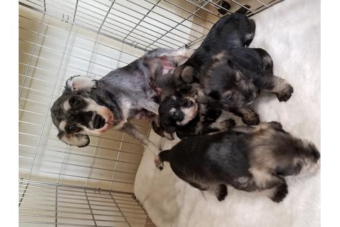 成約済の愛知県のミニチュアシュナウザー-50921の1枚目