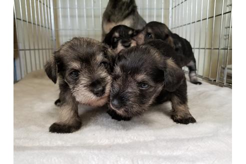 成約済の愛知県のミニチュアシュナウザー-50922の4枚目