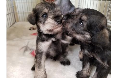 成約済の愛知県のミニチュアシュナウザー-50922の3枚目