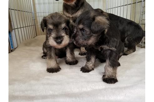 成約済の愛知県のミニチュアシュナウザー-50922の1枚目