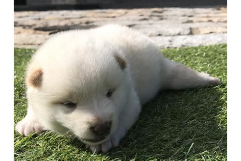 成約済の長崎県の柴犬-51913の2枚目