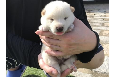 成約済の長崎県の柴犬-51913の3枚目