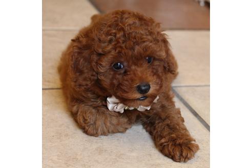 成約済の愛知県のトイプードル-48642の7枚目