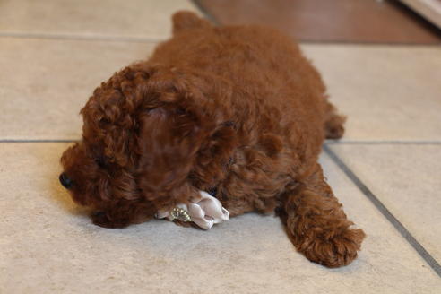 成約済の愛知県のトイプードル-48642の6枚目