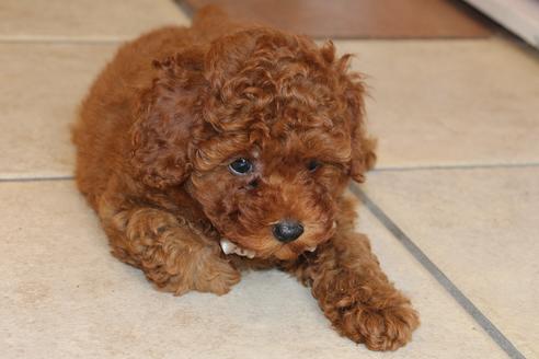 成約済の愛知県のトイプードル-48642の5枚目